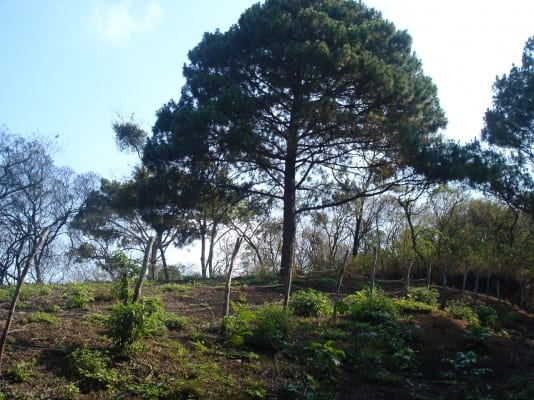 Terreno en Venta, Lotificación Buenos Aires, km. 22 Carretera a El Salvador — foto 8 de 15