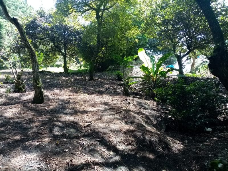 Terreno en Venta en Carretera a Santa Elena Barillas -- TDV2030 — foto 8 de 11